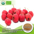 EU NOP Certified Organic Hawthorn Fruit Extract